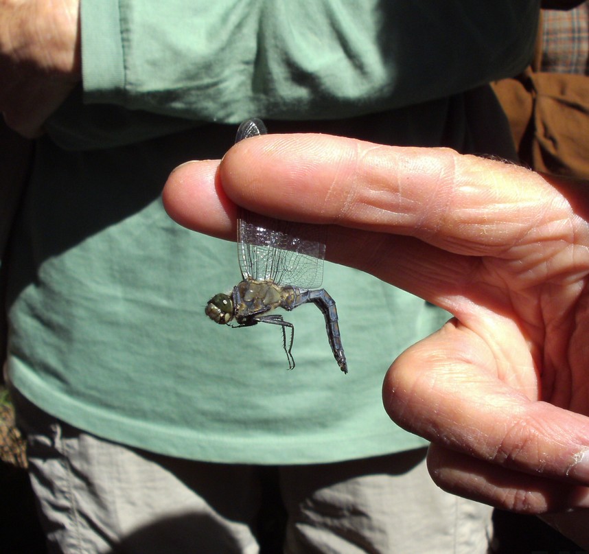 Orthetrum reticule 002 (FM)